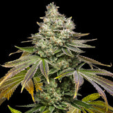 Sundae Driver Seeds